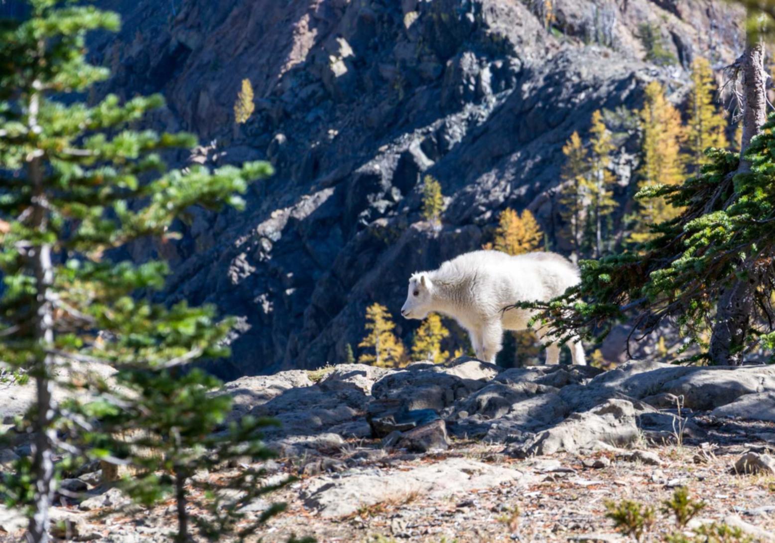 实名手机卡买卖:中都街道代理注册