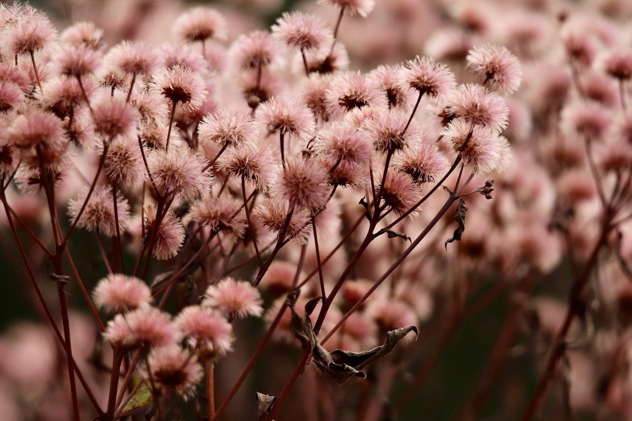 物联网卡买卖：详情下载教程app种树