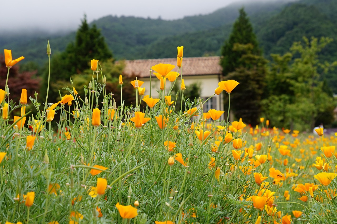 星美生活实名账号：流量卡的充值方式和余额查询？