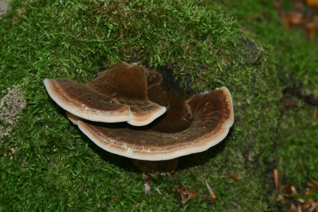 DDOS攻击平台|福建肉羹购买平台